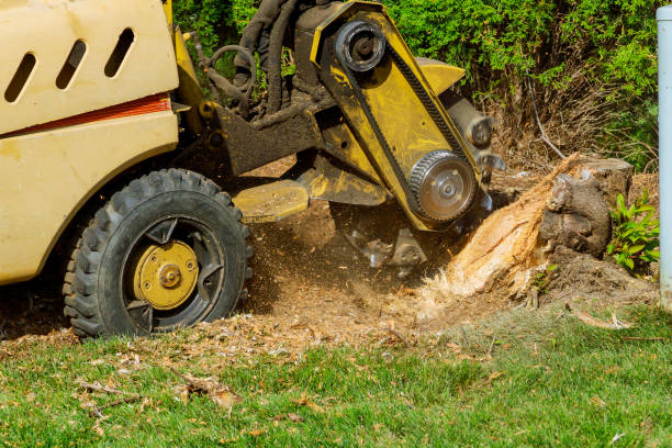 Trusted Pleasant Grove, UT Tree Service Experts